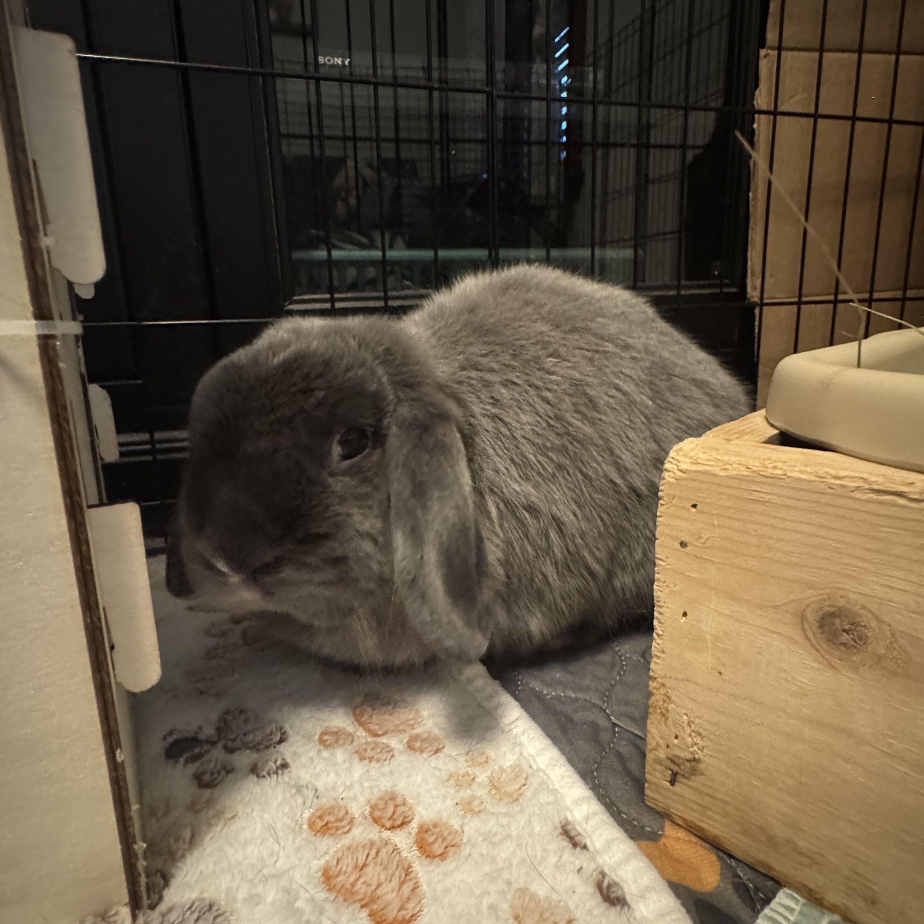 Chive - & Juniper, Adoptable, Adult Female Holland Lop.