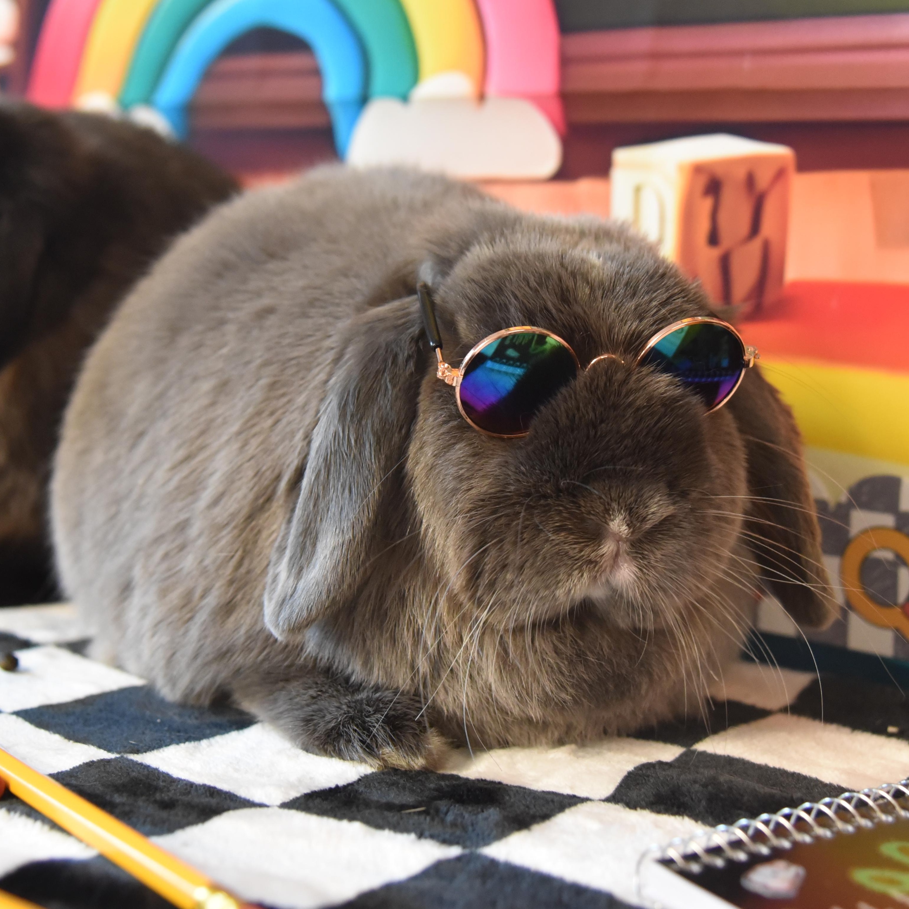 Enlarge Chive - & Juniper, a Adopted Holland Lop in Andover, MA image 1/5