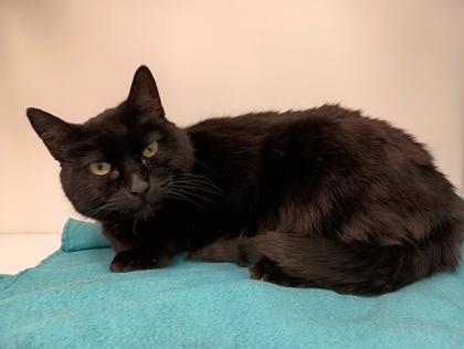 Nyla, Adoptable, Adult Female Domestic Short Hair.