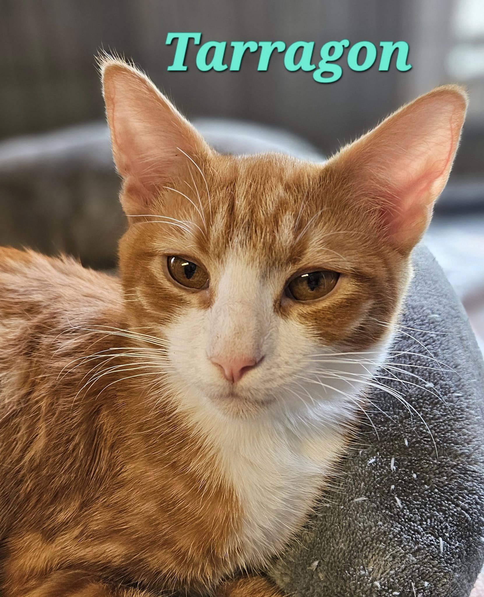 Tarragon, Adoptable, Adult Male Tabby.