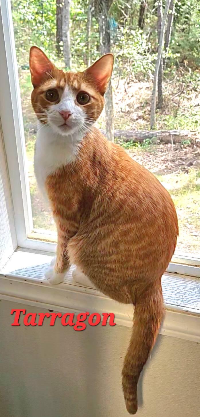 Tarragon, Adoptable, Young Male Tabby.