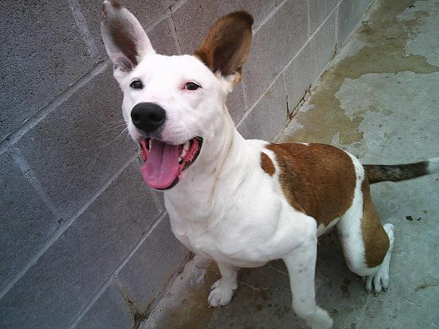 Enlarge STORMIE, a ADOPTABLE mixed breed in Kellyville, OK image 4/6