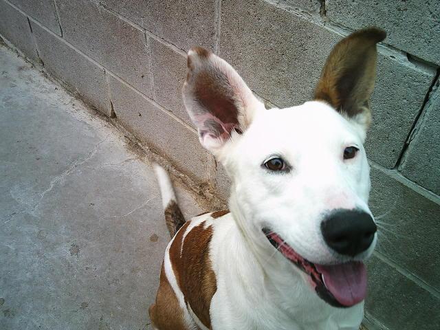 Enlarge STORMIE, a ADOPTABLE mixed breed in Kellyville, OK image 1/6