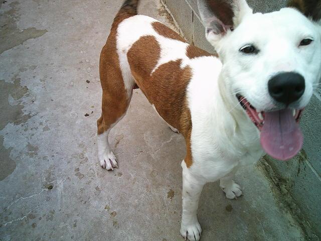 Enlarge STORMIE, a ADOPTABLE mixed breed in Kellyville, OK image 6/6