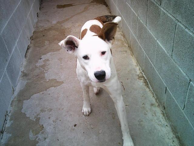 Enlarge STORMIE, a ADOPTABLE mixed breed in Kellyville, OK image 2/6