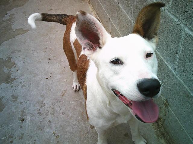 Enlarge STORMIE, a ADOPTABLE mixed breed in Kellyville, OK image 5/6