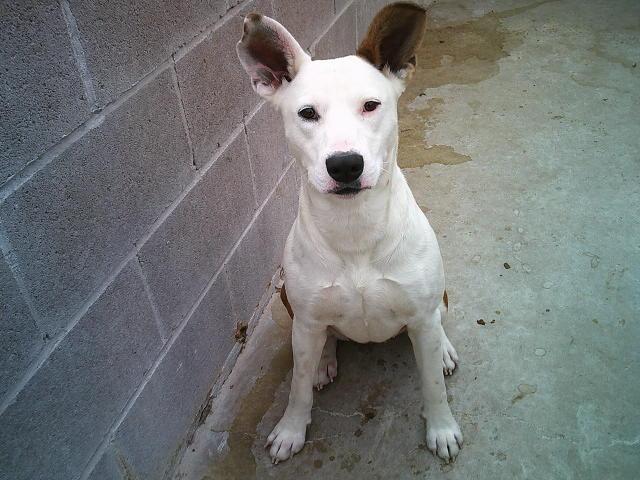 Enlarge STORMIE, a ADOPTABLE mixed breed in Kellyville, OK image 3/6
