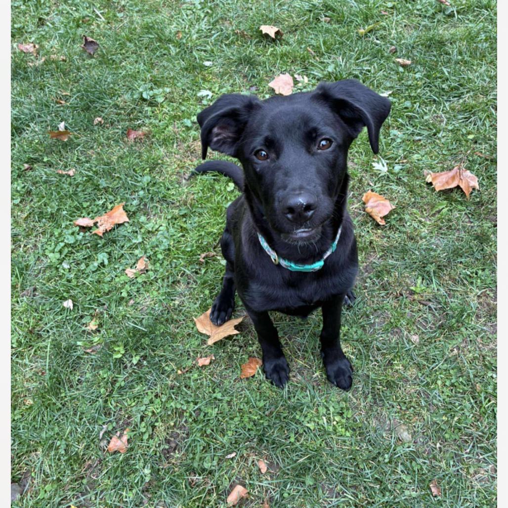 Enlarge Ducky, a Adoptable Mixed Breed in Joliet, IL image 1/3