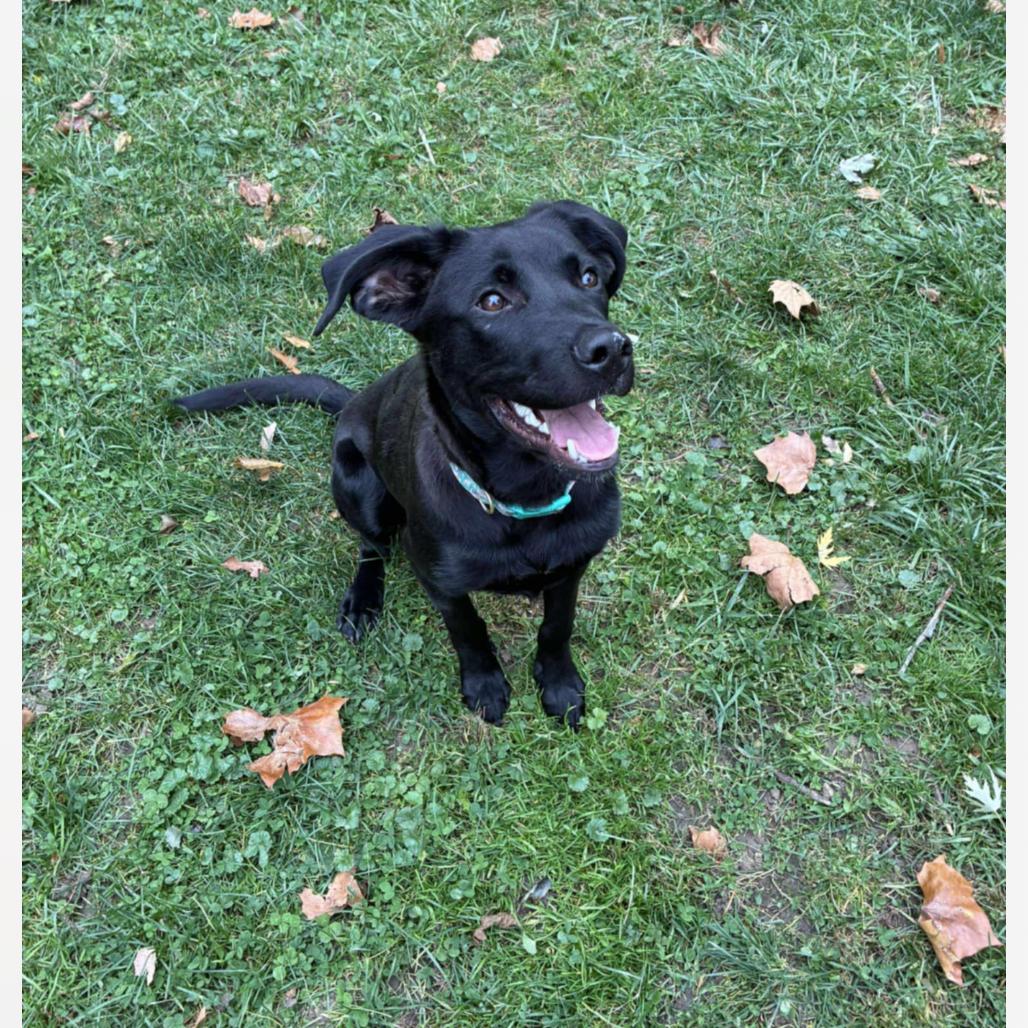 Enlarge Ducky, a Adoptable Mixed Breed in Joliet, IL image 2/3