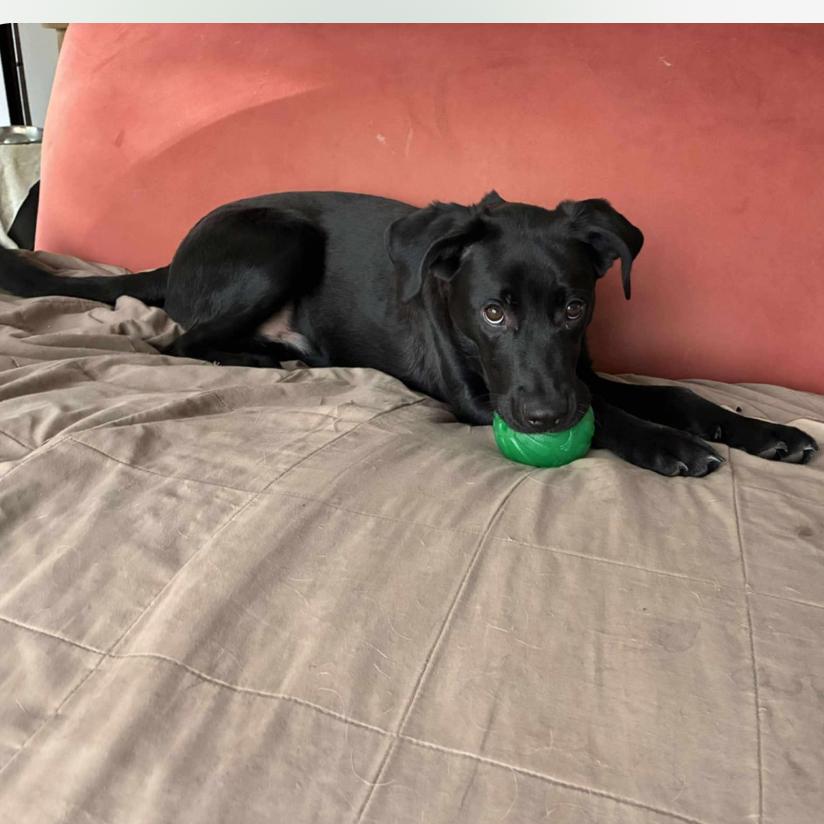 Enlarge Ducky, a Adoptable Mixed Breed in Joliet, IL image 3/3