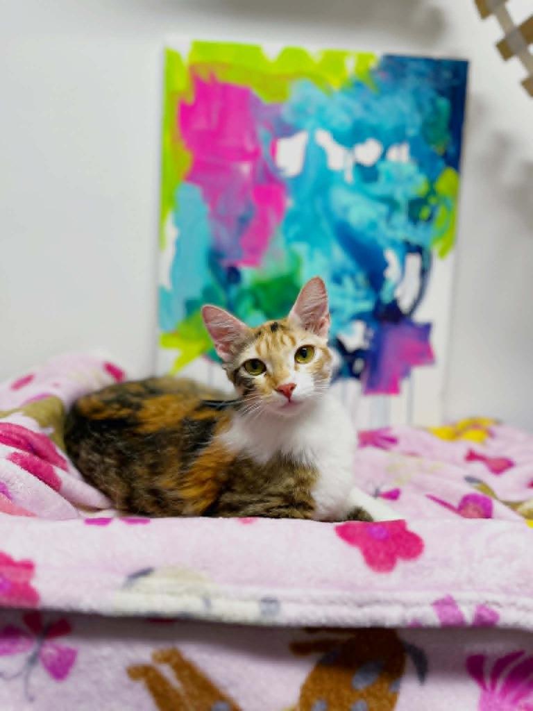 Matisse, a Adoptable Calico in Effingham, IL image 1/3