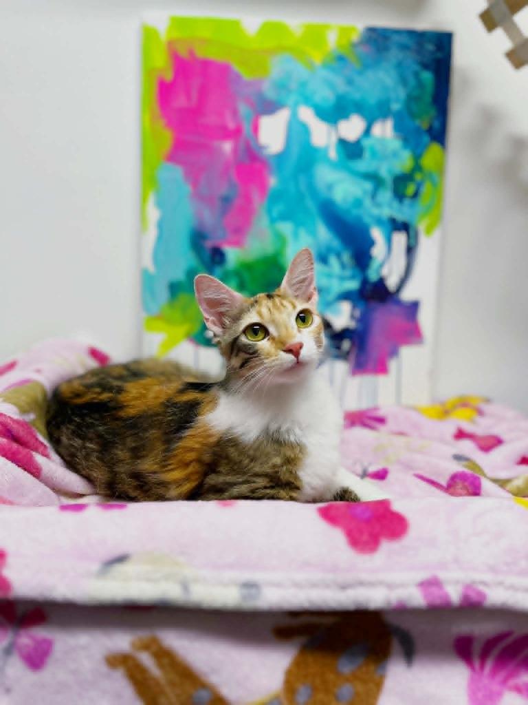 Matisse, a Adoptable Calico in Effingham, IL image 2/3