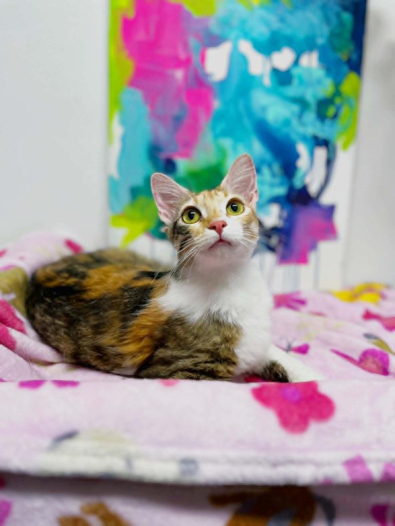 Matisse, a Adoptable Calico in Effingham, IL image 3/3