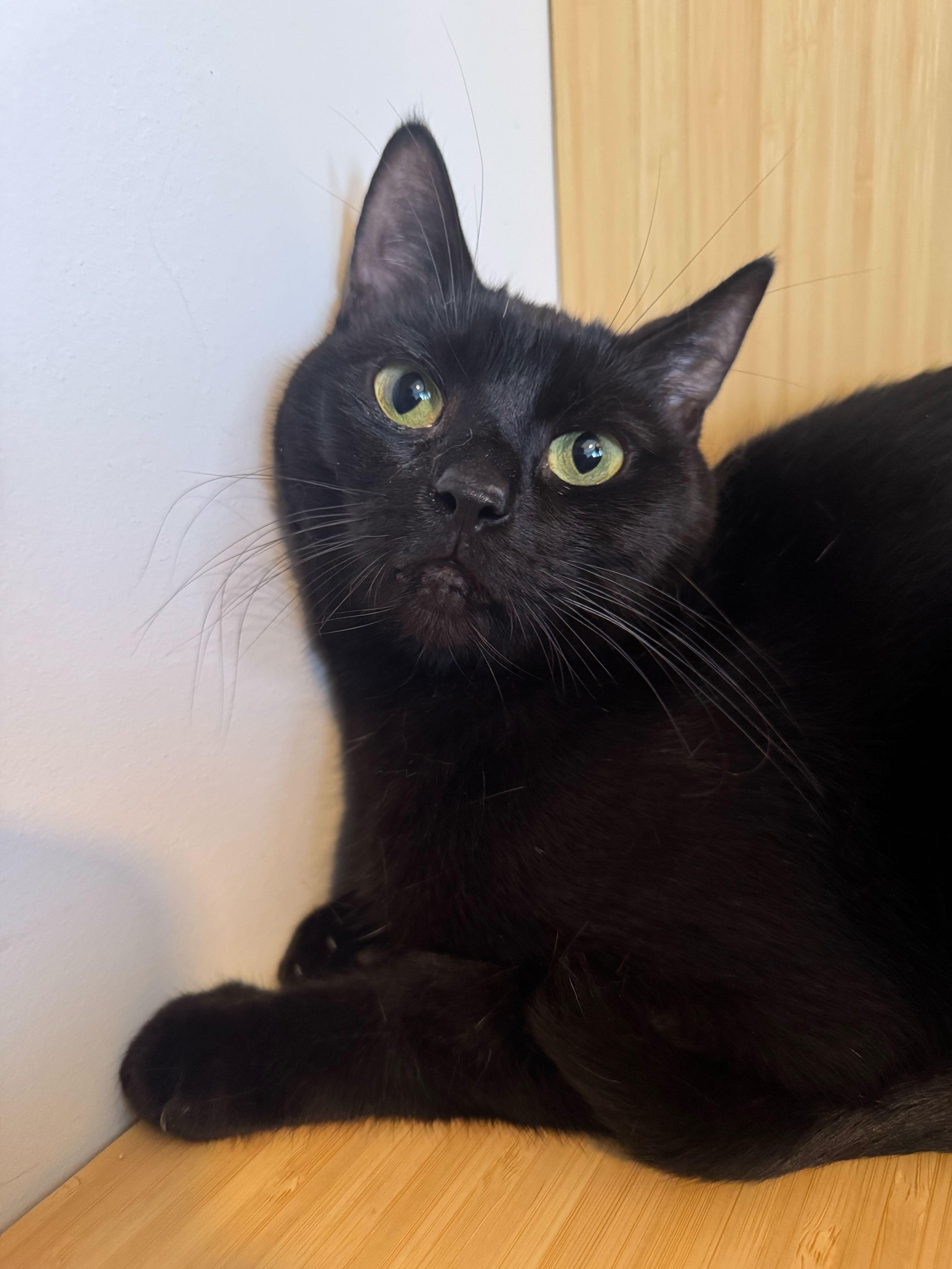 Glimmer , ADOPTABLE, Adult Female Domestic Short Hair & Bombay.