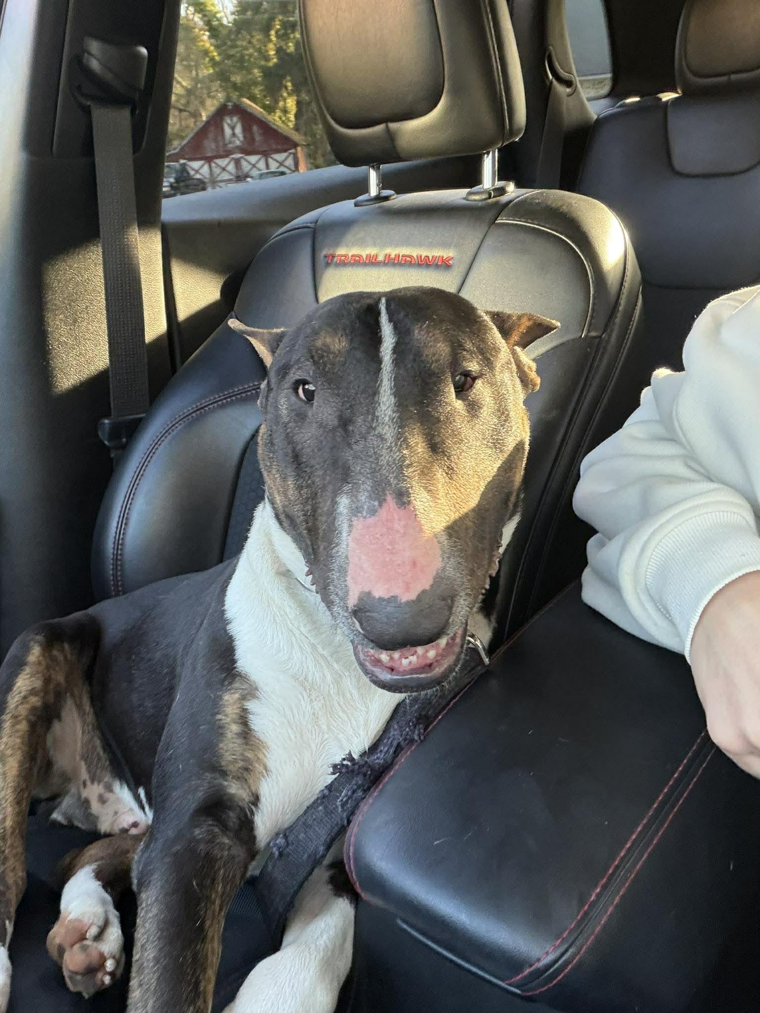 26-023 Bosco, Adoptable, Adult Male Bull Terrier.