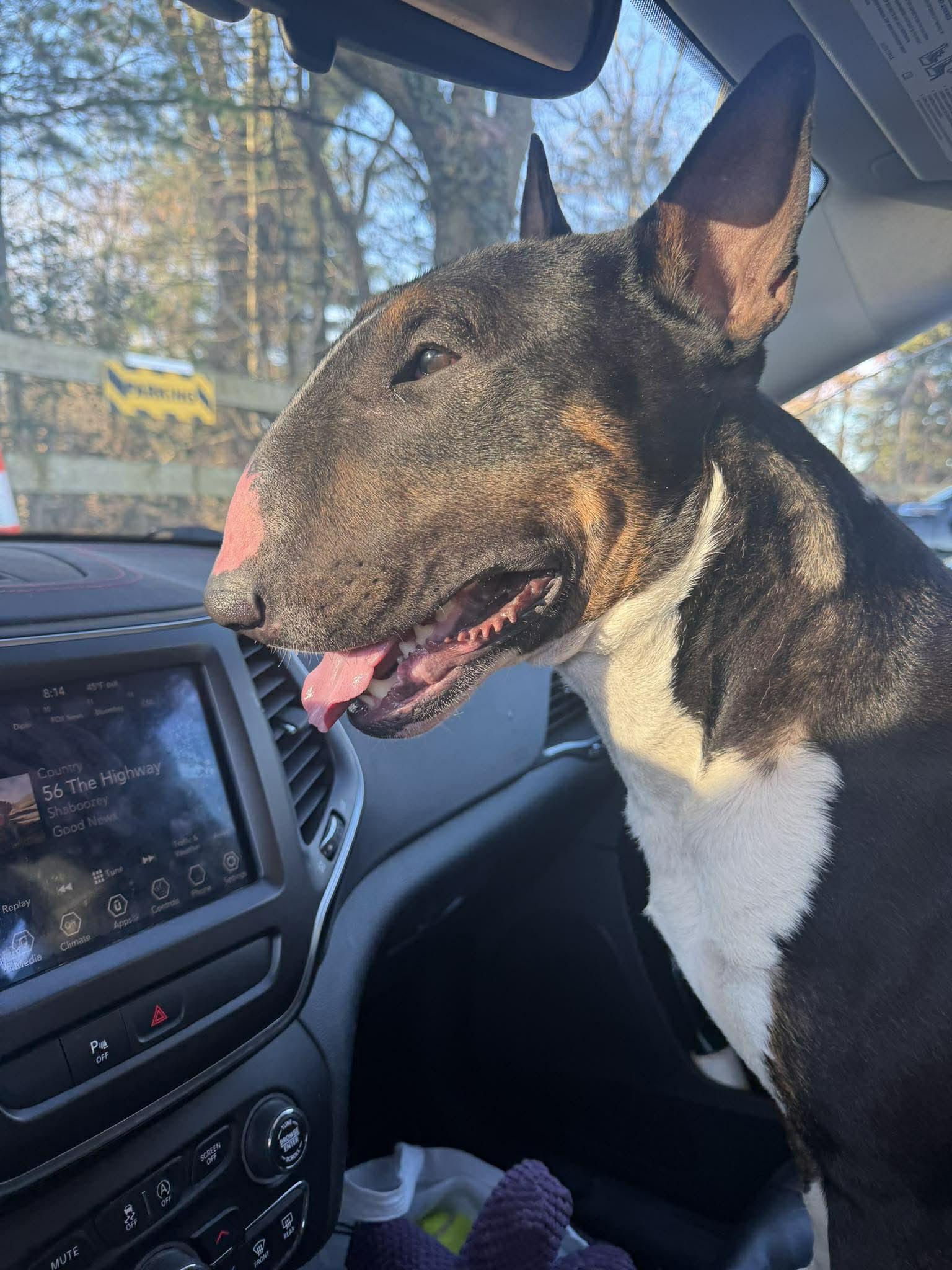Enlarge 26-023 Bosco, a Adoptable Bull Terrier in Charlotte, NC image 2/6