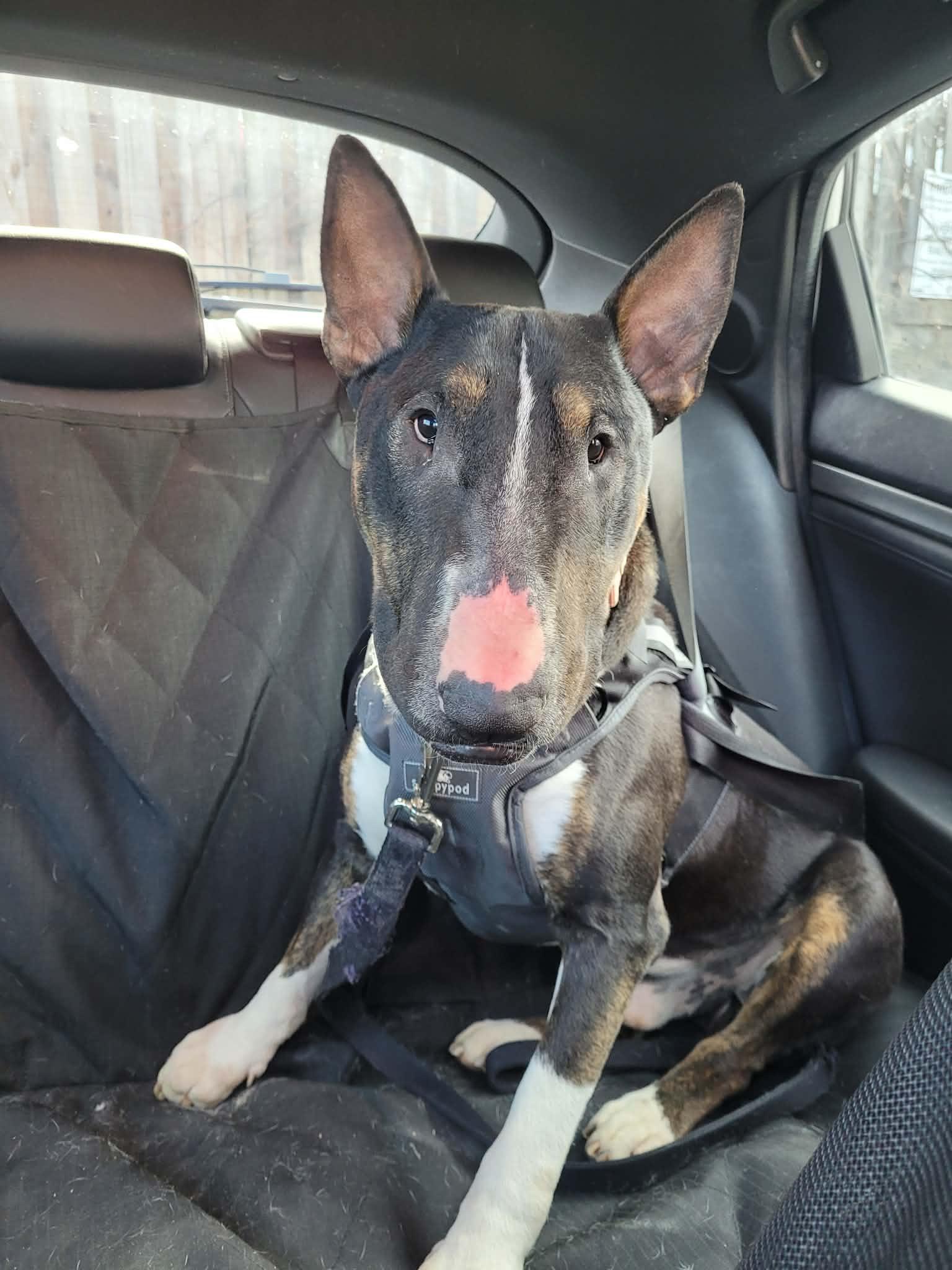 Enlarge 26-023 Bosco, a Adoptable Bull Terrier in Charlotte, NC image 3/6