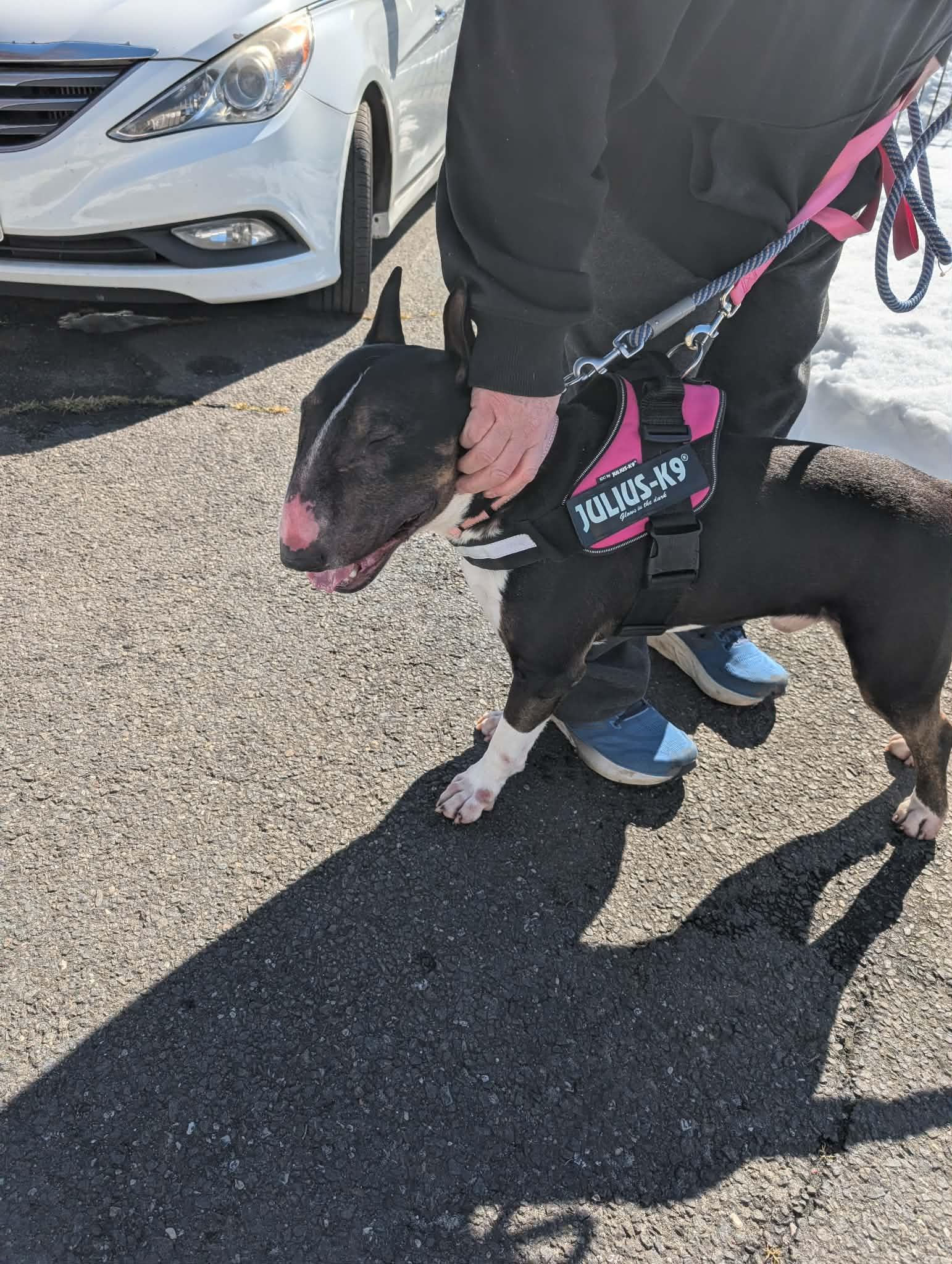 Enlarge 26-023 Bosco, a Adoptable Bull Terrier in Charlotte, NC image 4/6