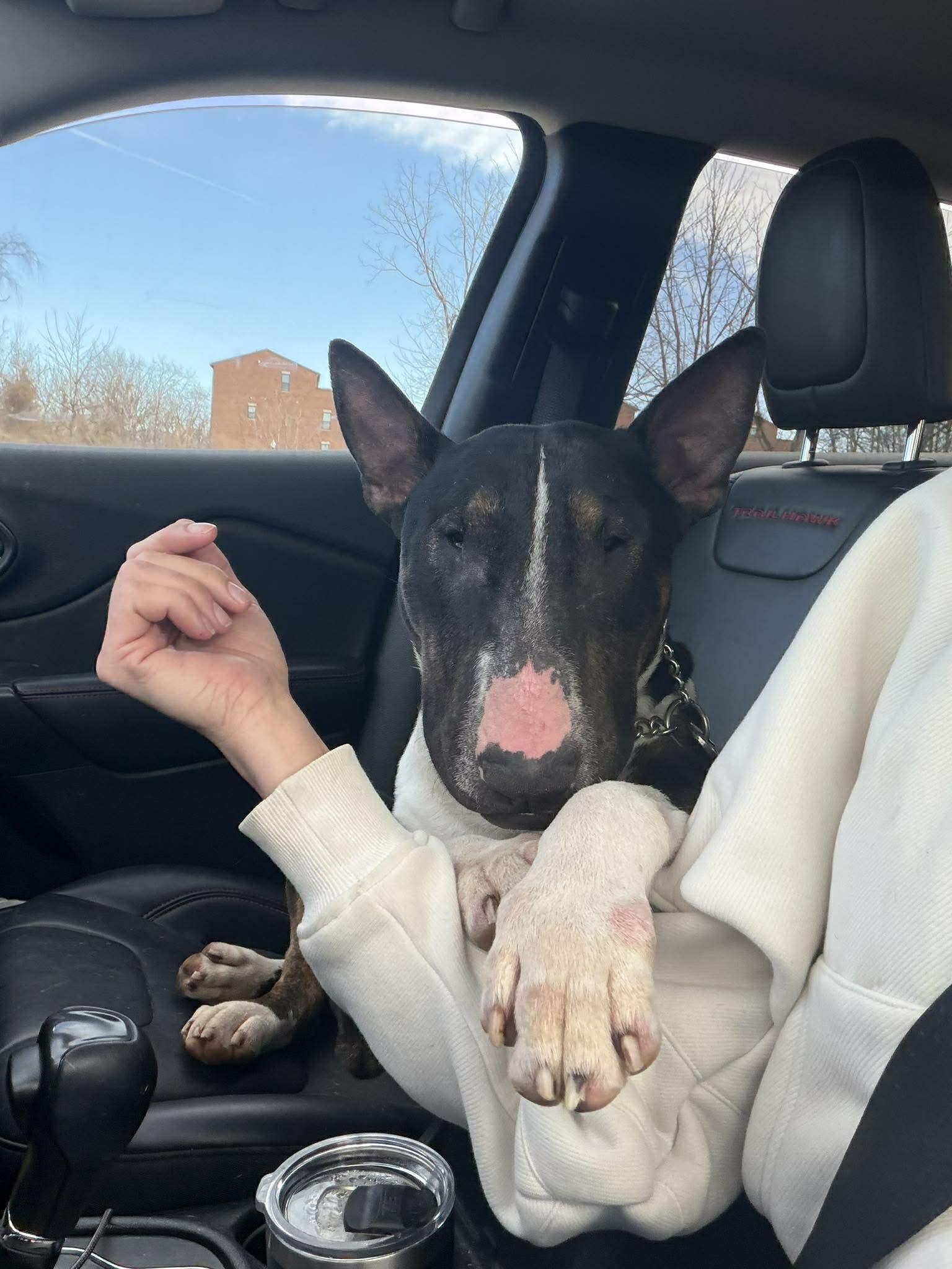 Enlarge 26-023 Bosco, a Adoptable Bull Terrier in Charlotte, NC image 6/6