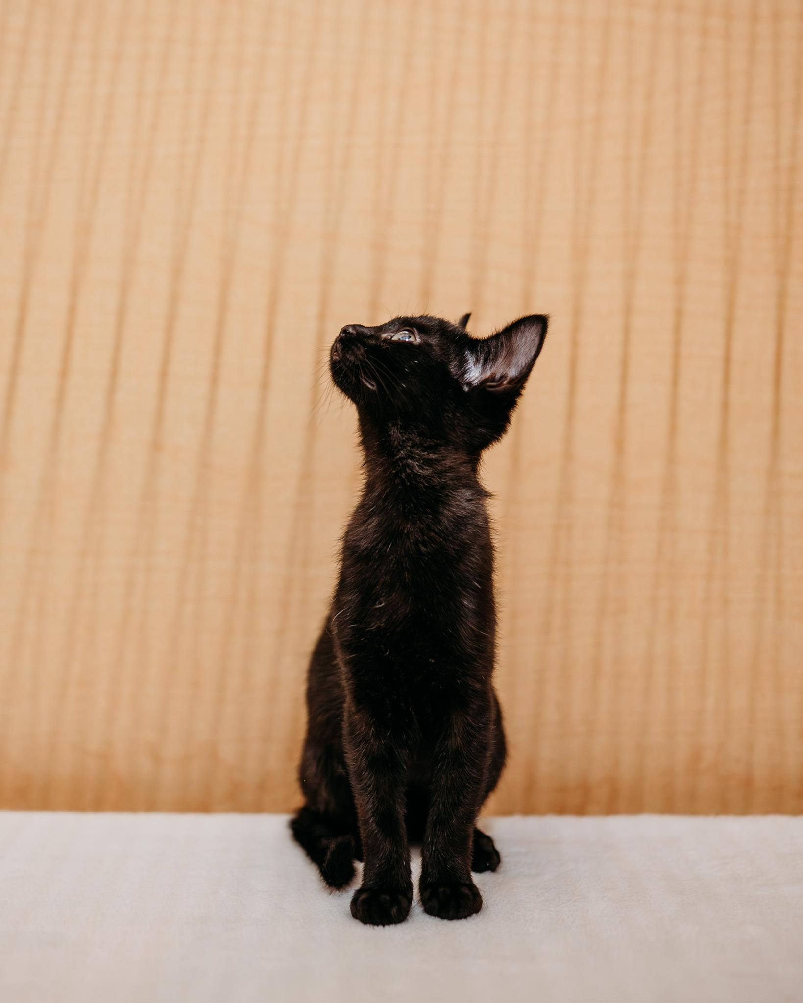 Kiki, an adoptable mixed breed in Waxhaw, NC image 3/3