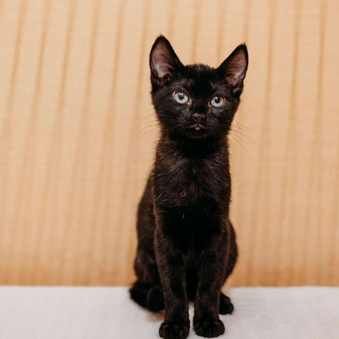 Kiki, adoptable, Kitten Female Domestic Short Hair.