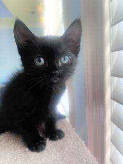 Kiki, a ADOPTABLE mixed breed in Waxhaw, NC image 2/3