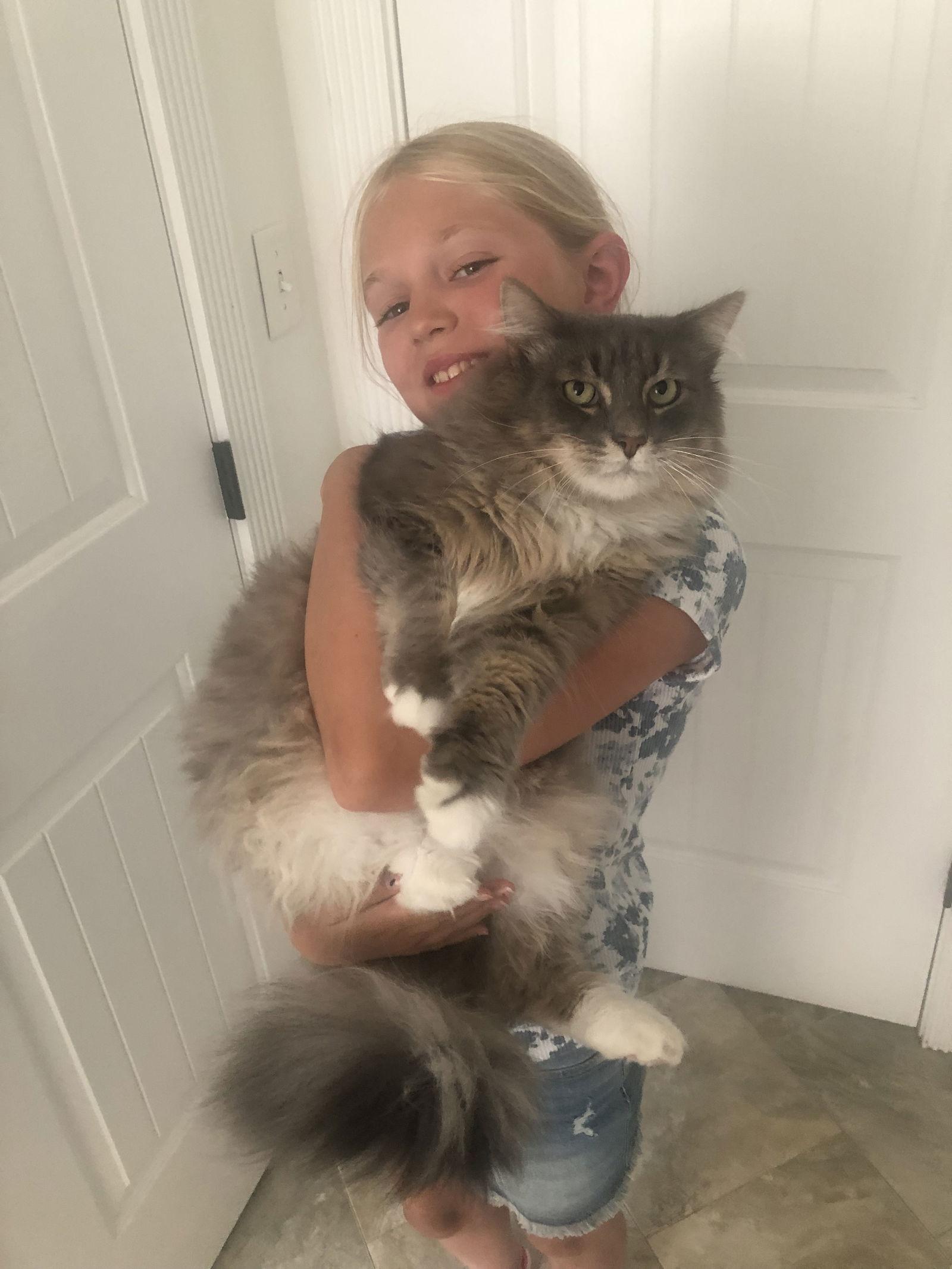 Lebanon, Adoptable, Adult Male Domestic Long Hair & Norwegian Forest Cat.