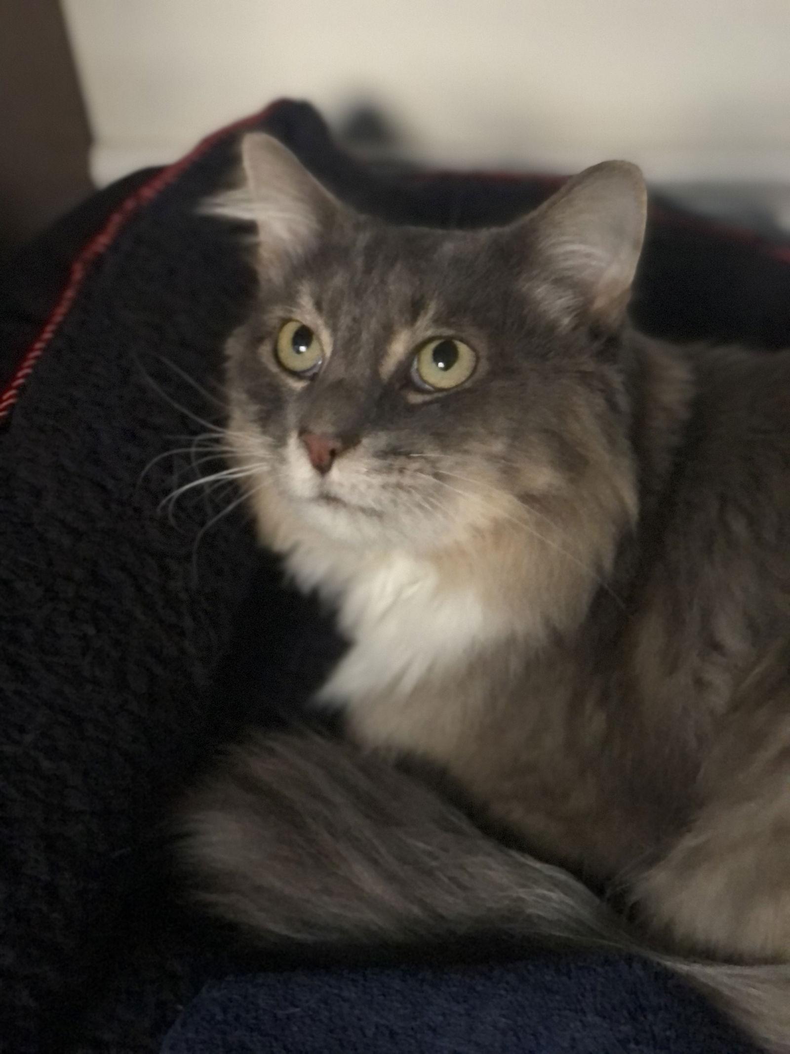 Lebanon, Adoptable, Adult Male Domestic Long Hair & Norwegian Forest Cat.