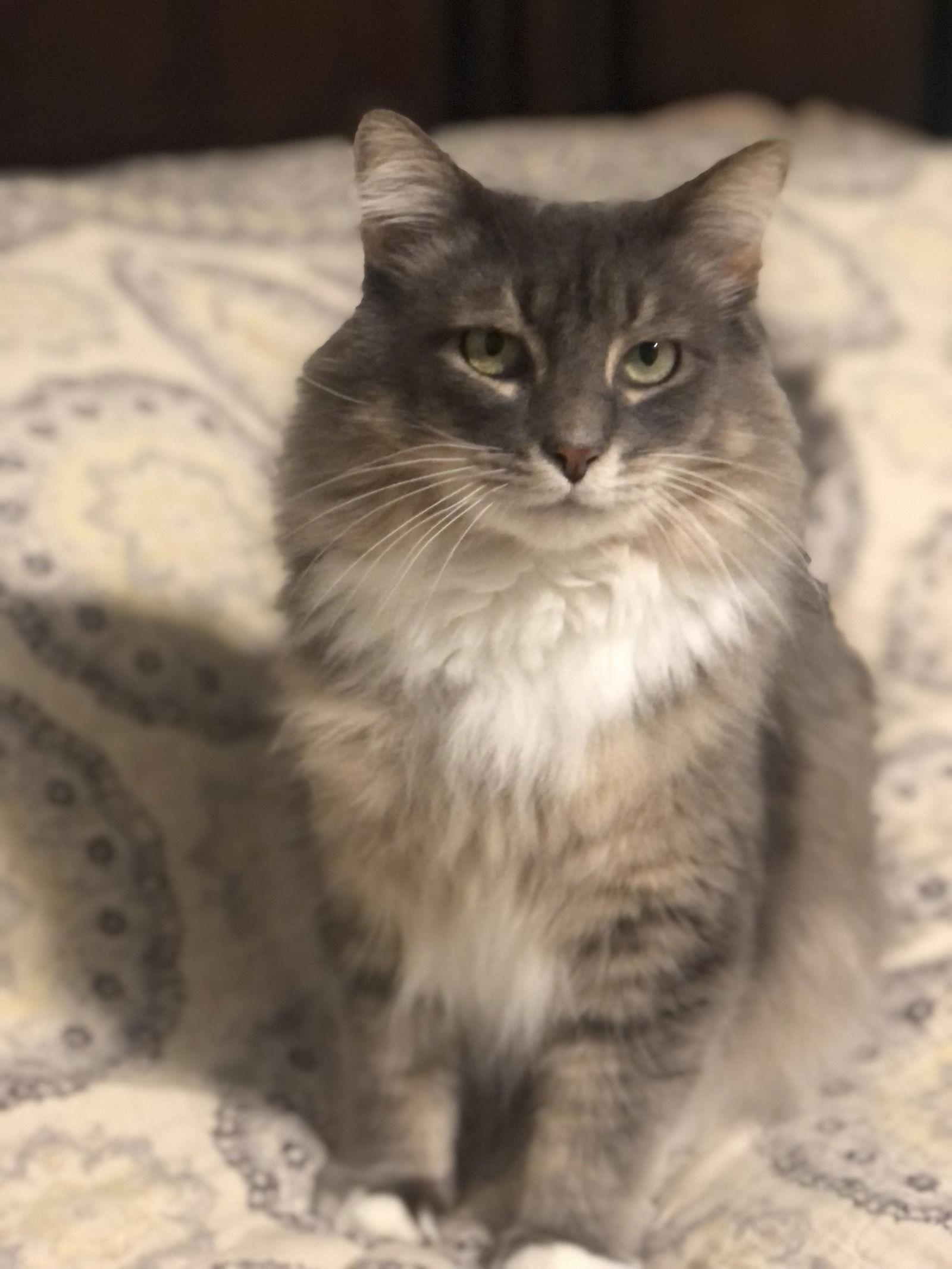 Lebanon, a Adoptable mixed breed image 3/3