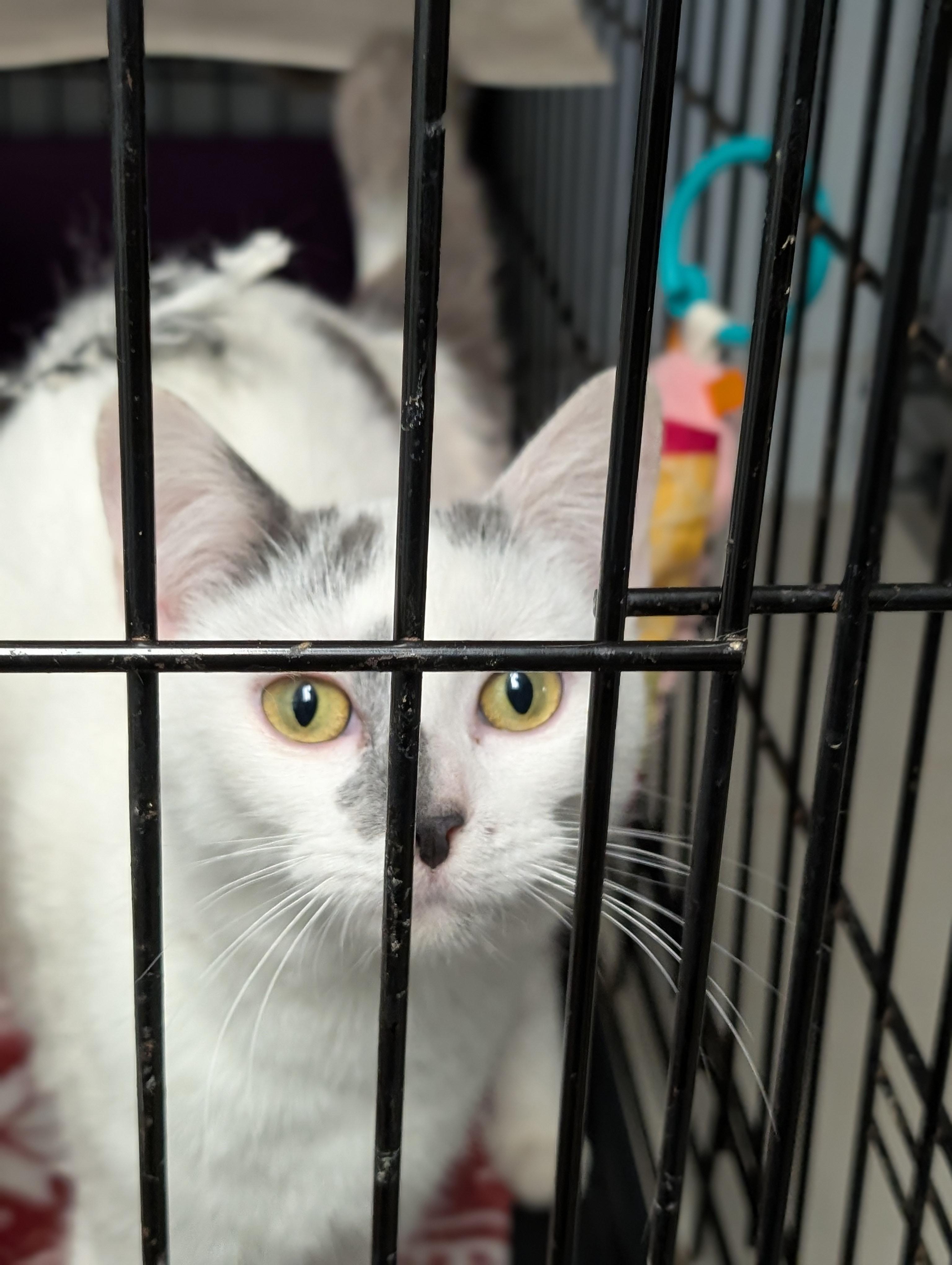 Enlarge Jewel, an adopted Domestic Short Hair in Tilton, IL image 6/6