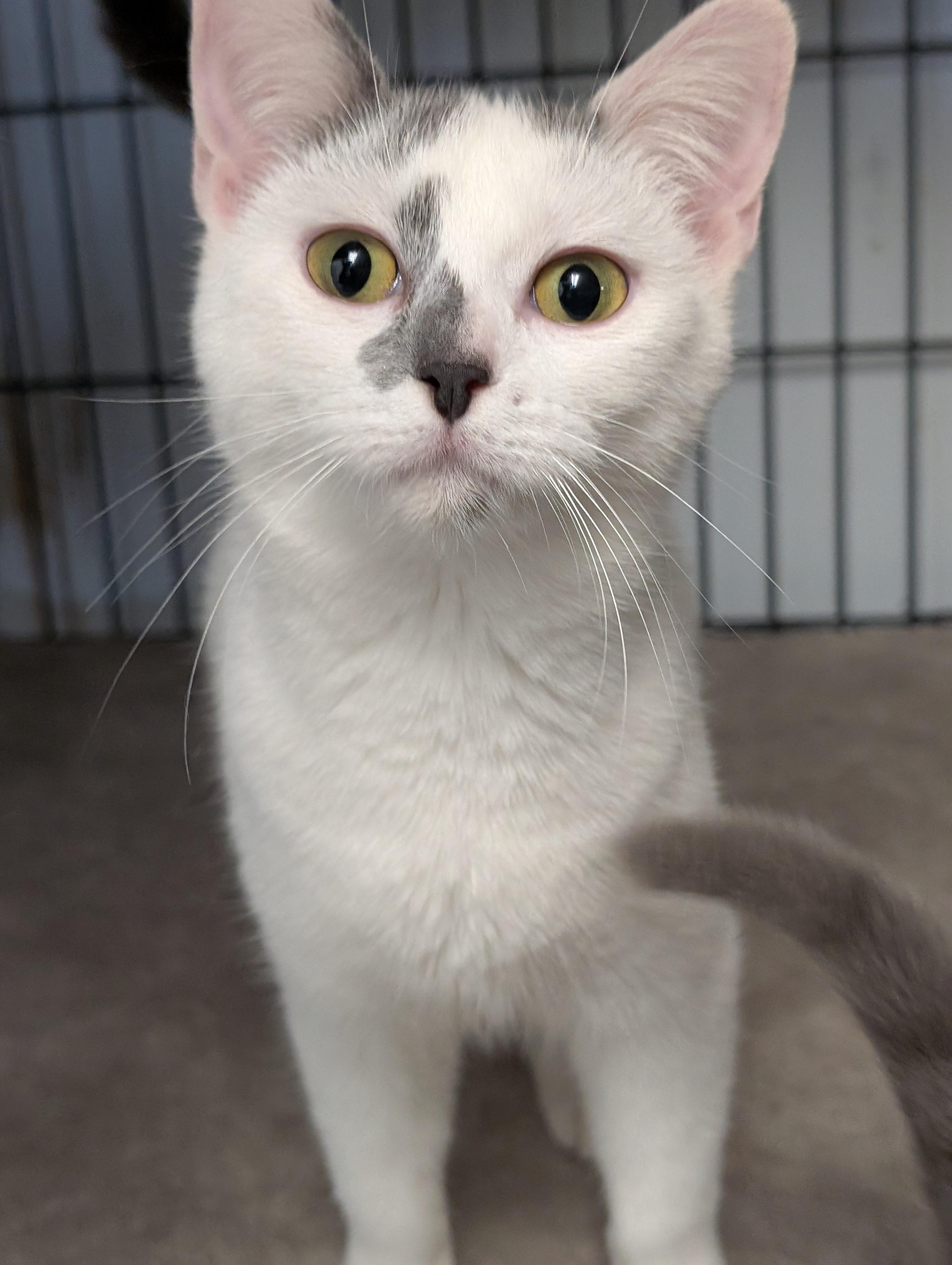 Enlarge Jewel, an adopted Domestic Short Hair in Tilton, IL image 3/6