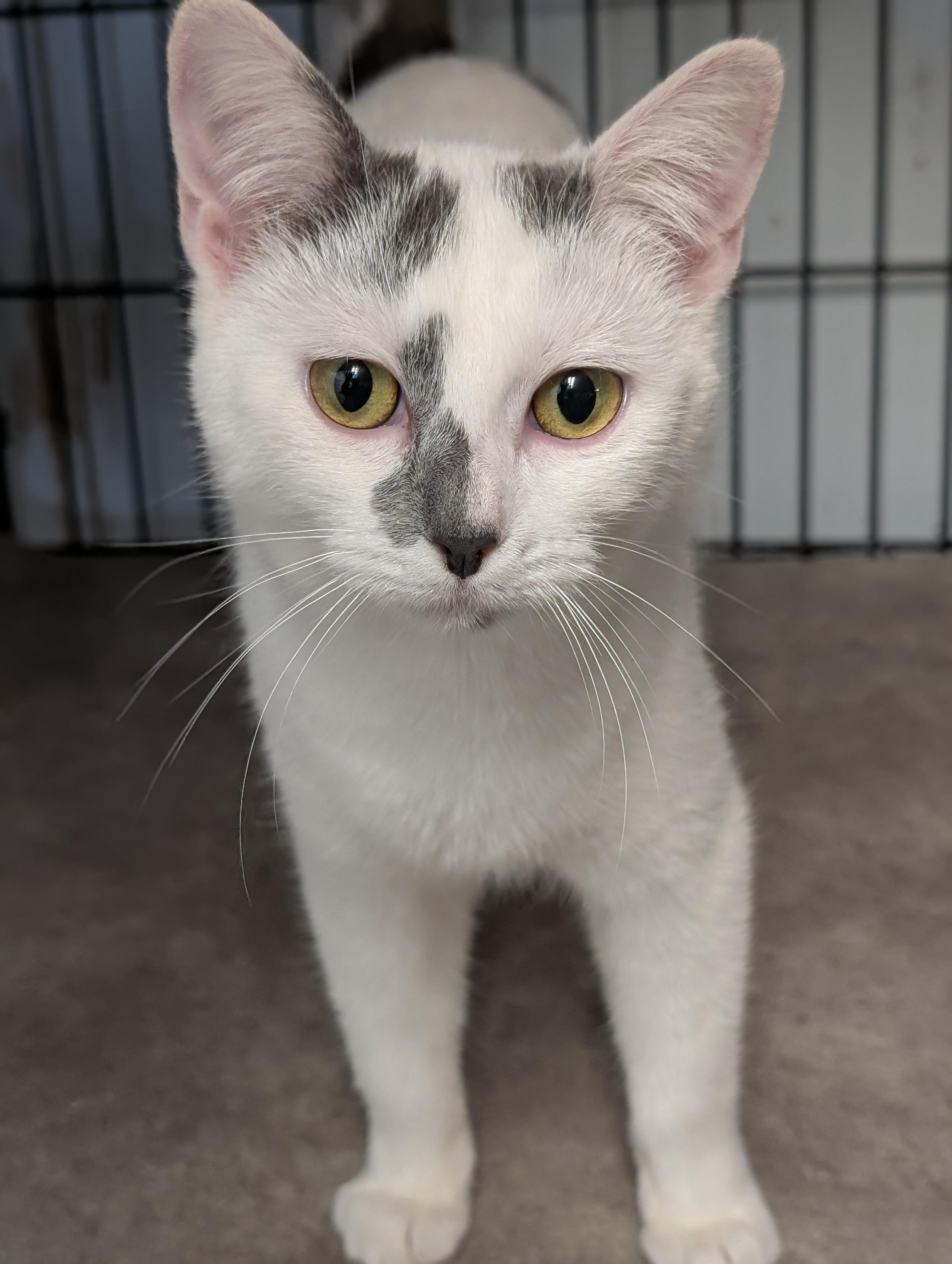 Enlarge Jewel, an adopted Domestic Short Hair in Tilton, IL image 2/6