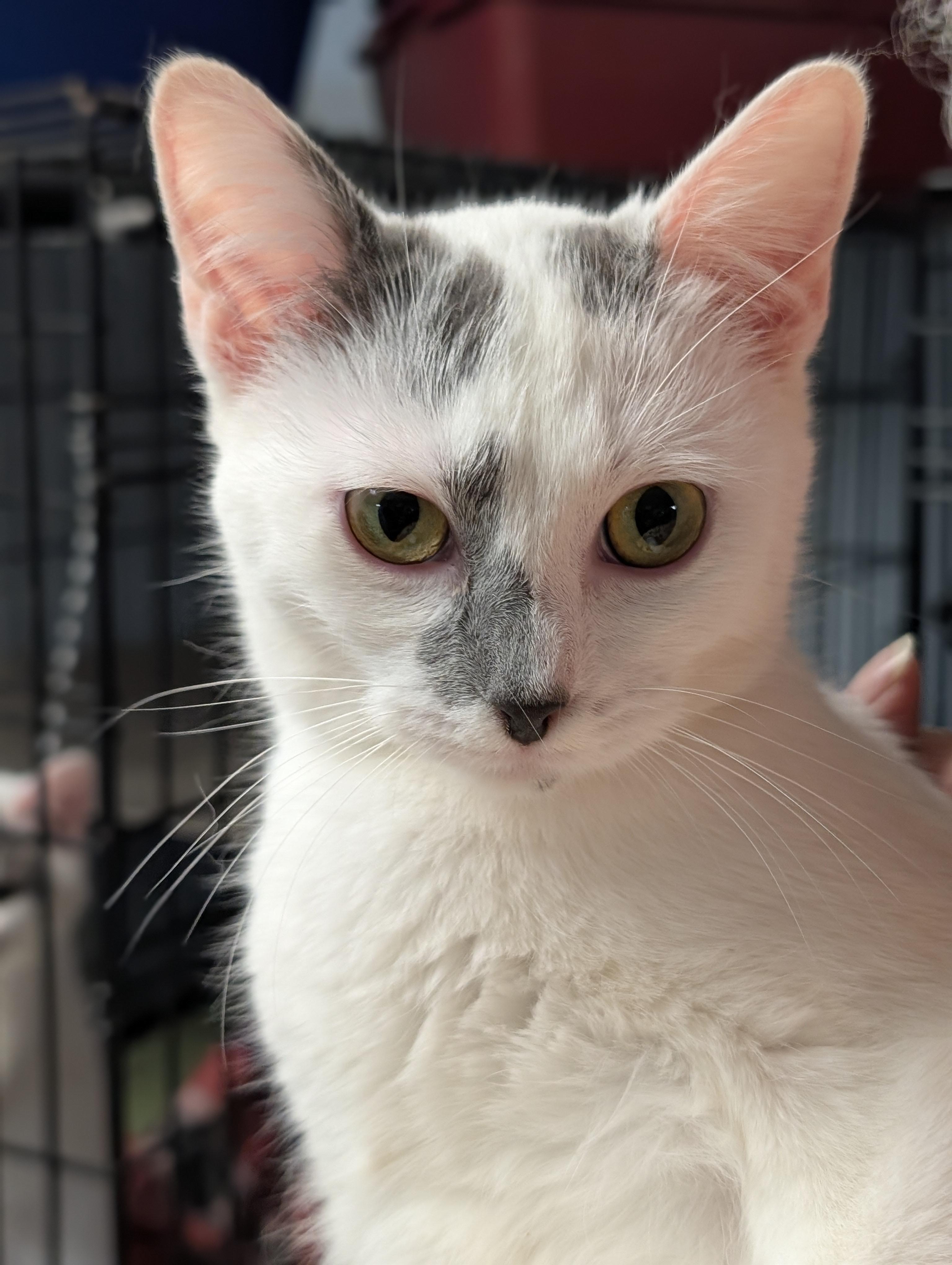 Enlarge Jewel, an adopted Domestic Short Hair in Tilton, IL image 4/6