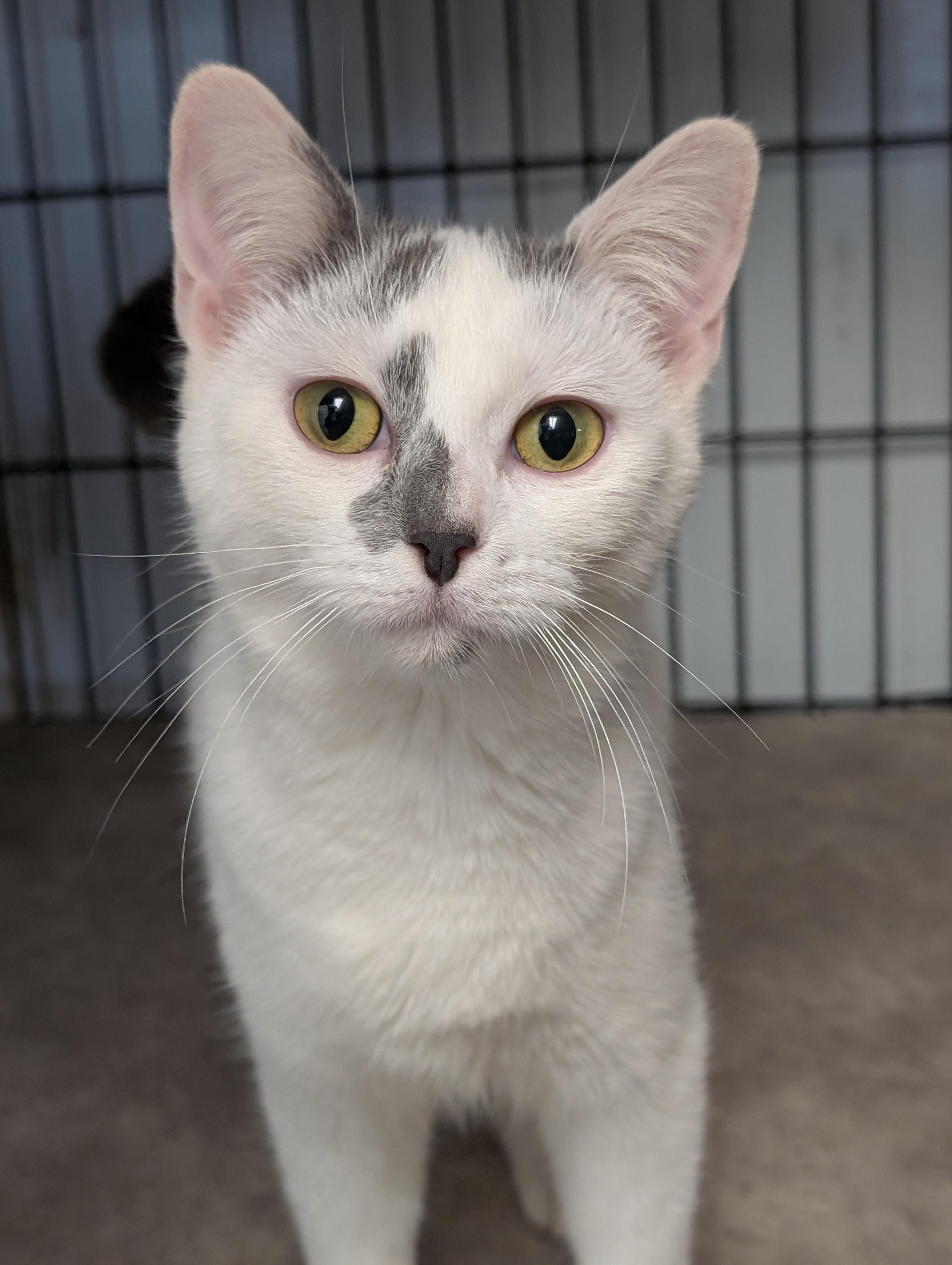 Enlarge Jewel, an adopted Domestic Short Hair in Tilton, IL image 1/6