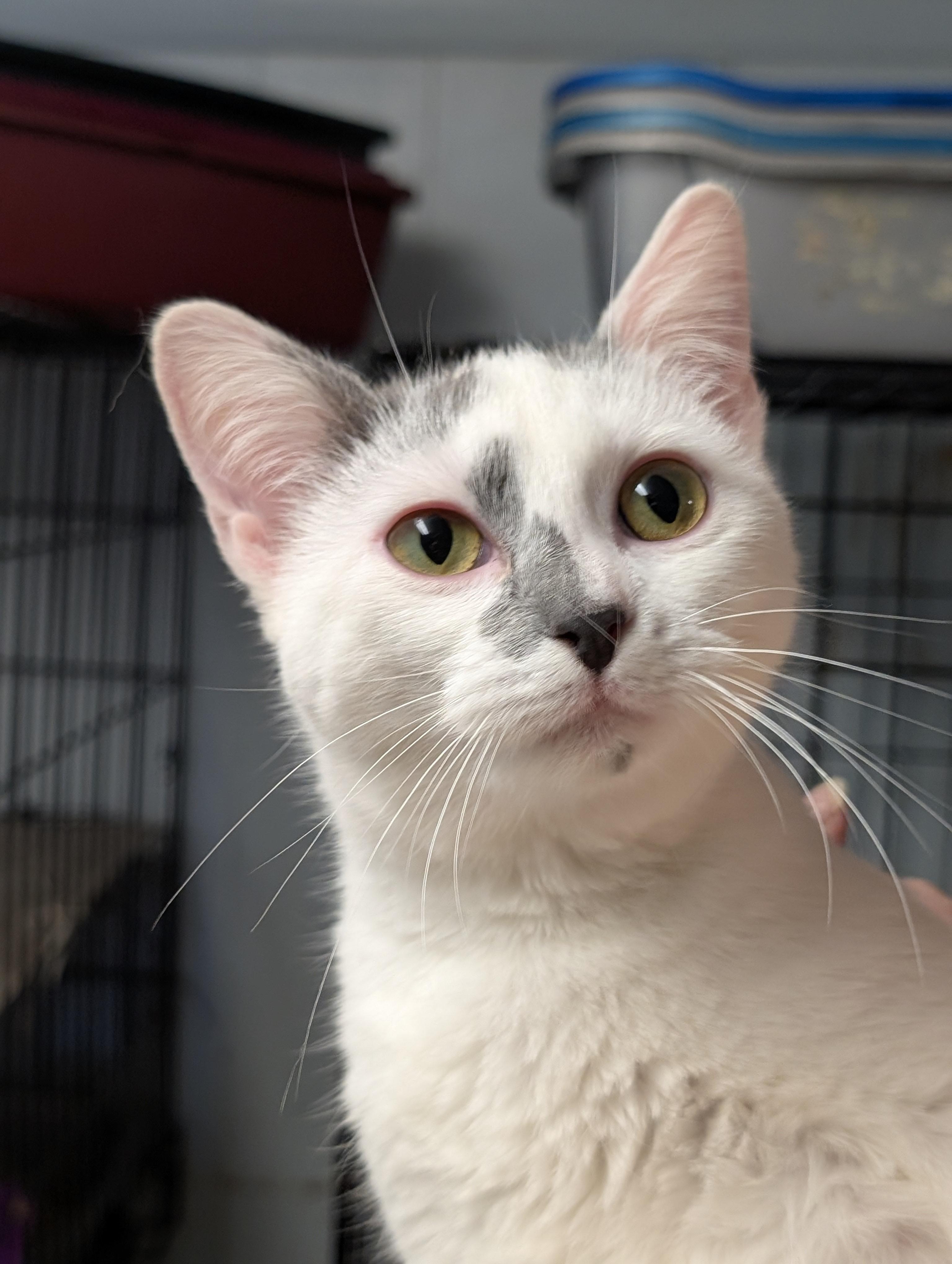 Enlarge Jewel, an adopted Domestic Short Hair in Tilton, IL image 5/6