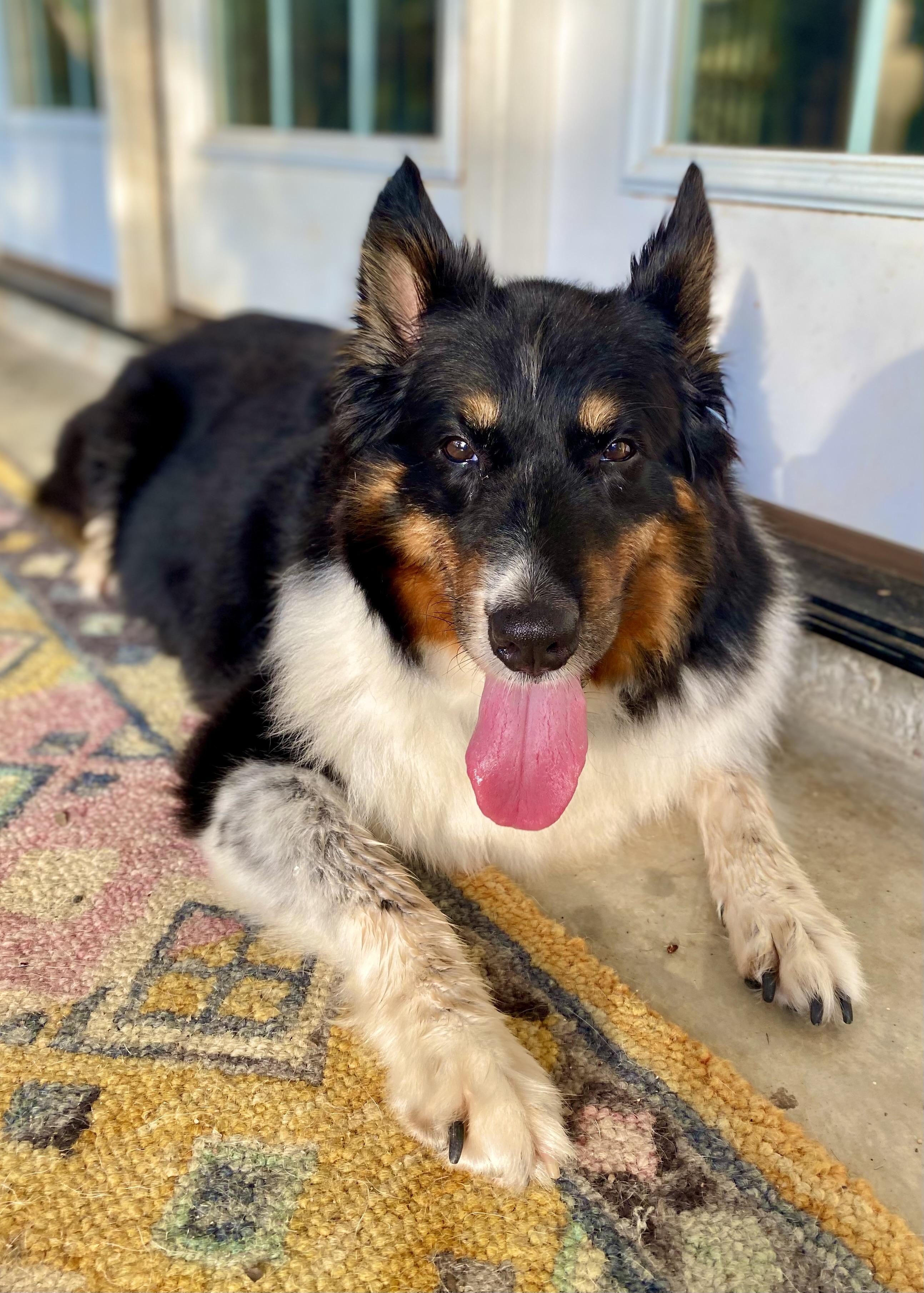 Penny, a ADOPTABLE Rough Collie in Houston, TX image 2/3