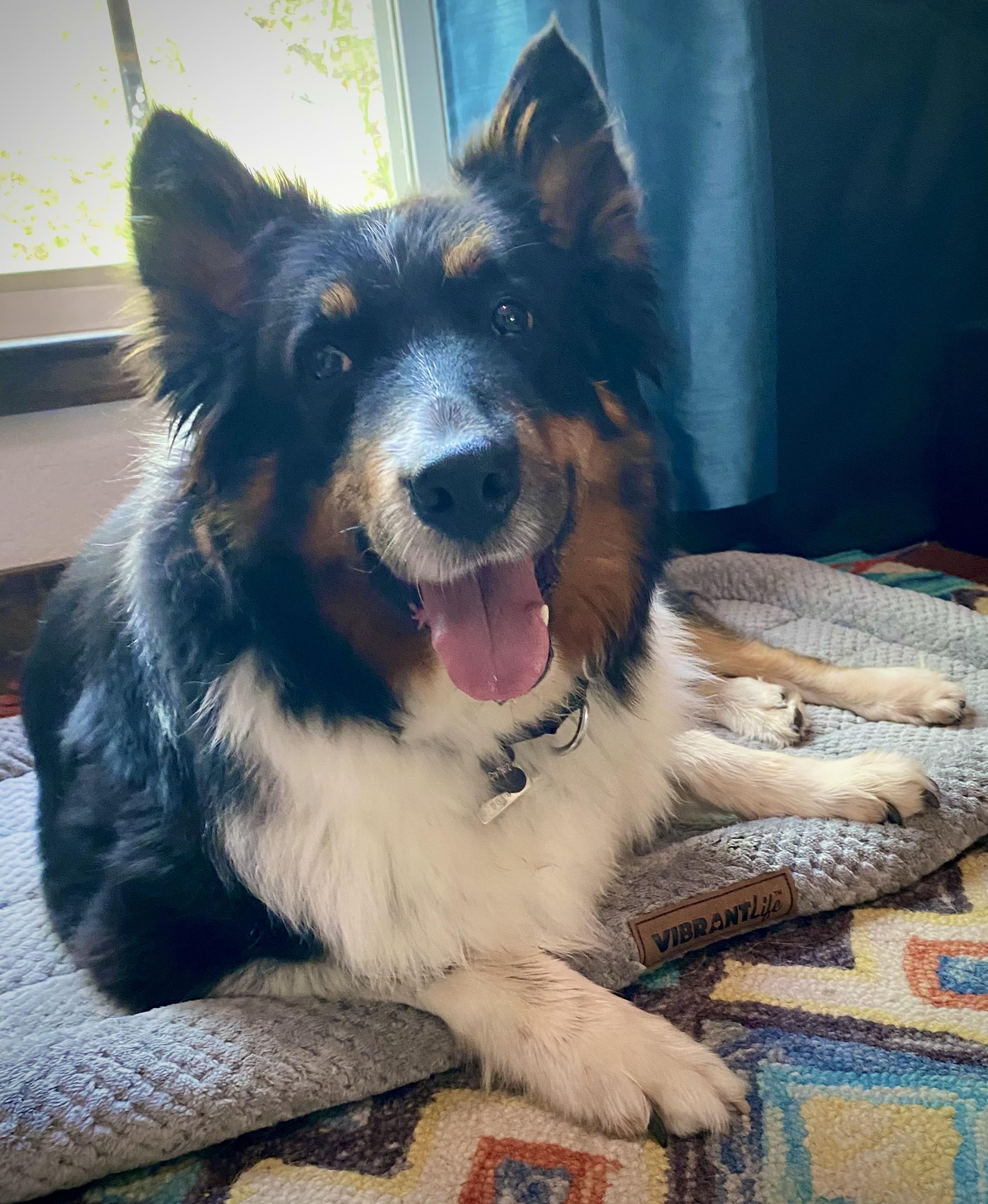Penny, a ADOPTABLE Rough Collie in Houston, TX image 1/3