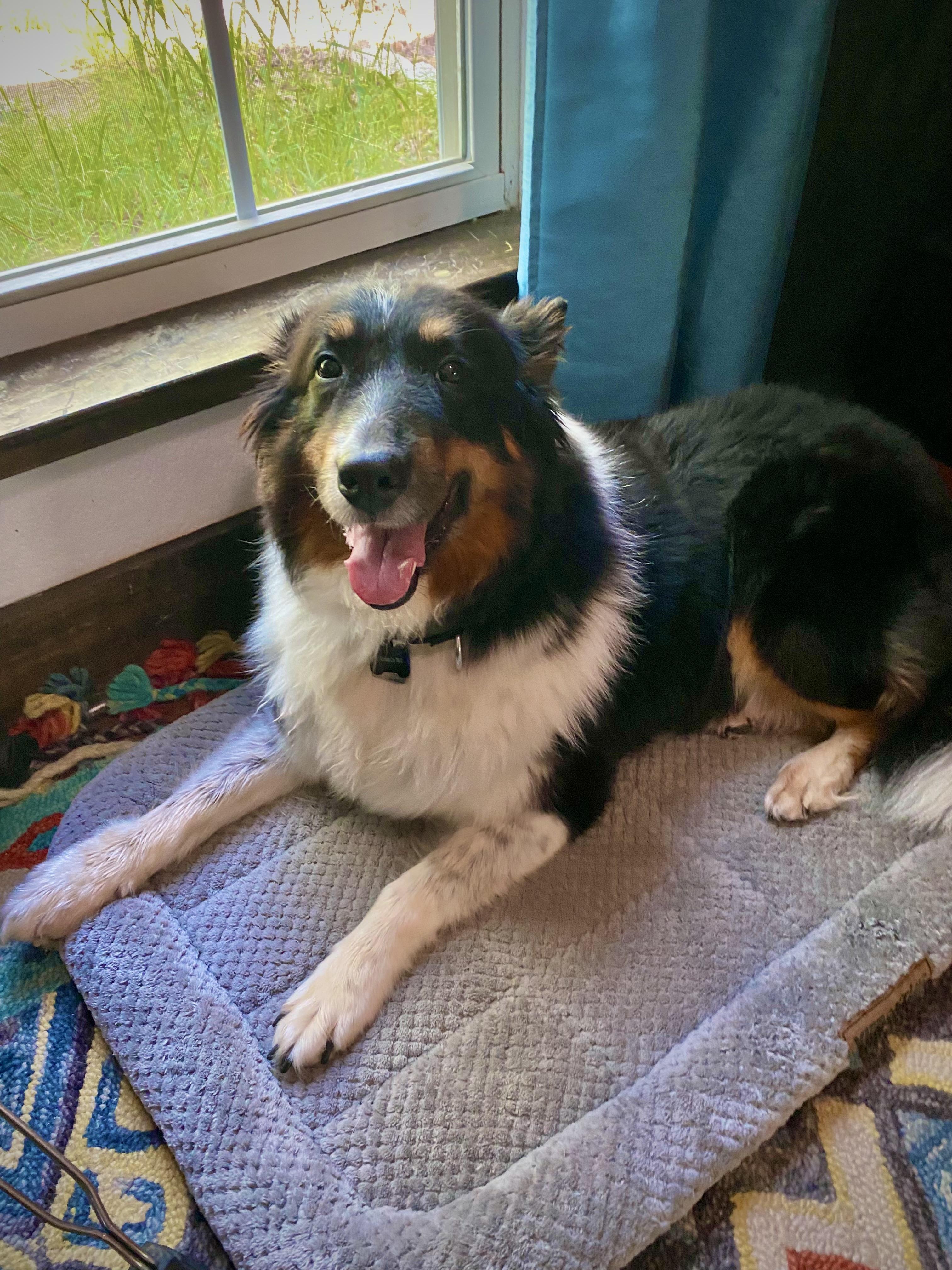 Penny, a ADOPTABLE Rough Collie in Houston, TX image 3/3