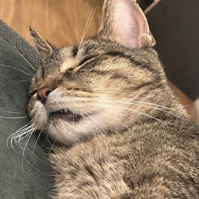 Mosey, a Adoptable Domestic Short Hair in Austin, TX image 1/6