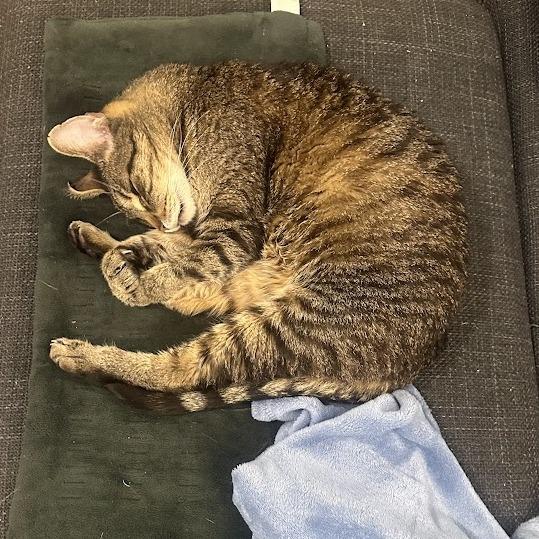 Mosey, a Adoptable Domestic Short Hair in Austin, TX image 2/6