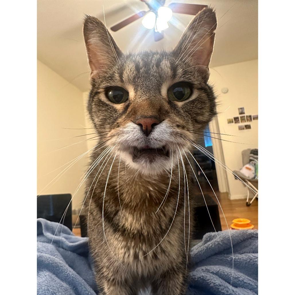 Mosey, a Adoptable Domestic Short Hair in Austin, TX image 3/6