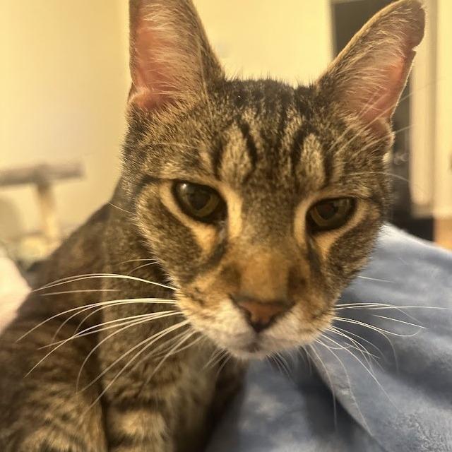 Mosey — thumbnail 4