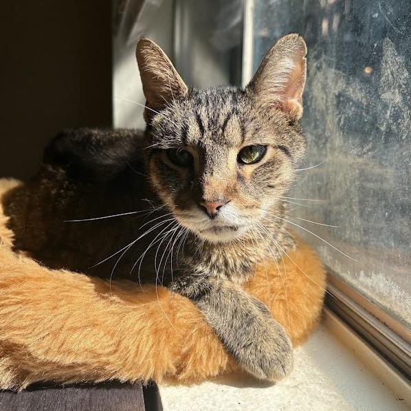 Enlarge Mosey, a Adoptable Domestic Short Hair in Austin, TX image 4/6