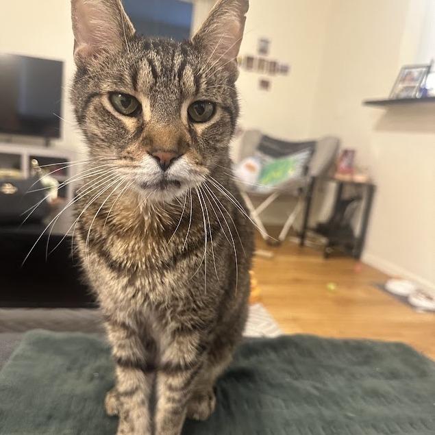 Mosey, a Adoptable Domestic Short Hair in Austin, TX image 5/6