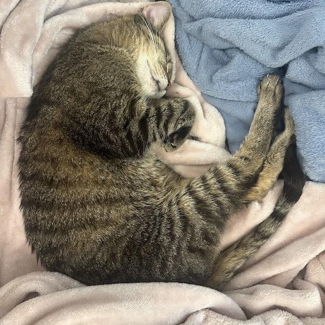 Mosey, a Adoptable Domestic Short Hair in Austin, TX image 6/6