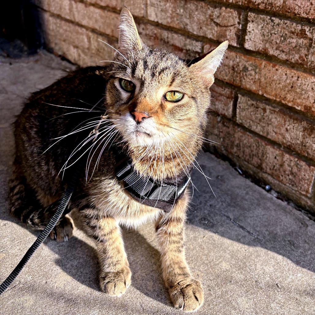 Enlarge Mosey, a Adoptable Domestic Short Hair in Austin, TX image 6/6