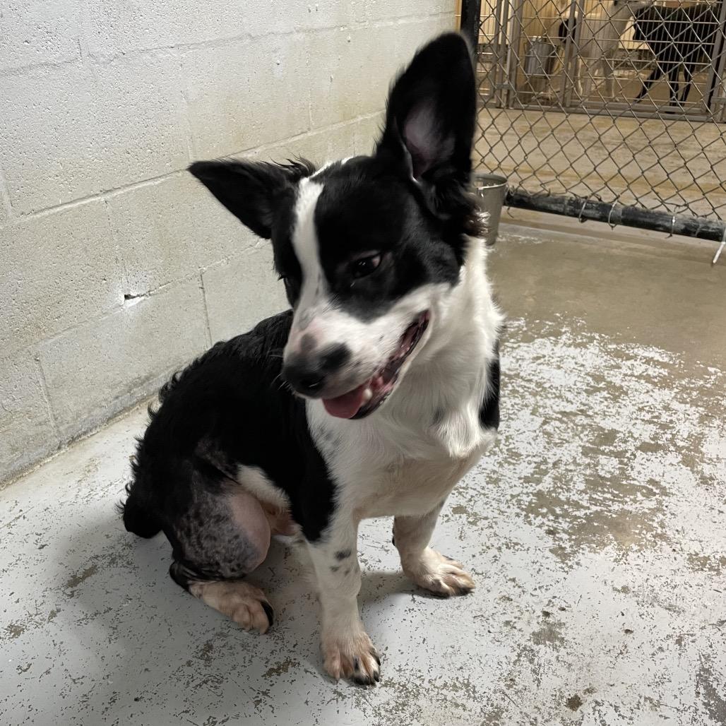 Kobe, Adoptable, Adult Male Border Collie.