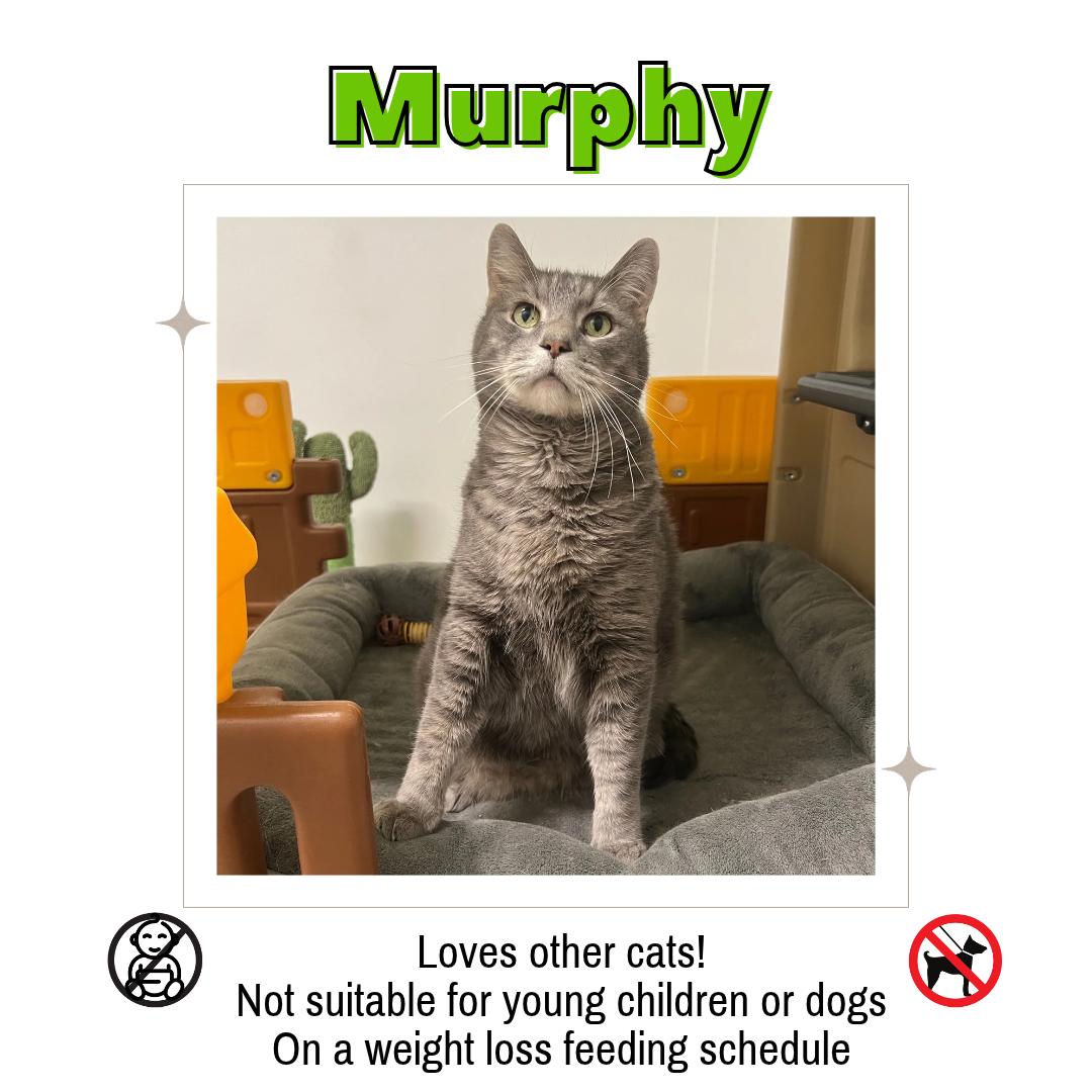 Enlarge Murphy, a Adoptable Domestic Short Hair in Frankenmuth, MI image 1/6