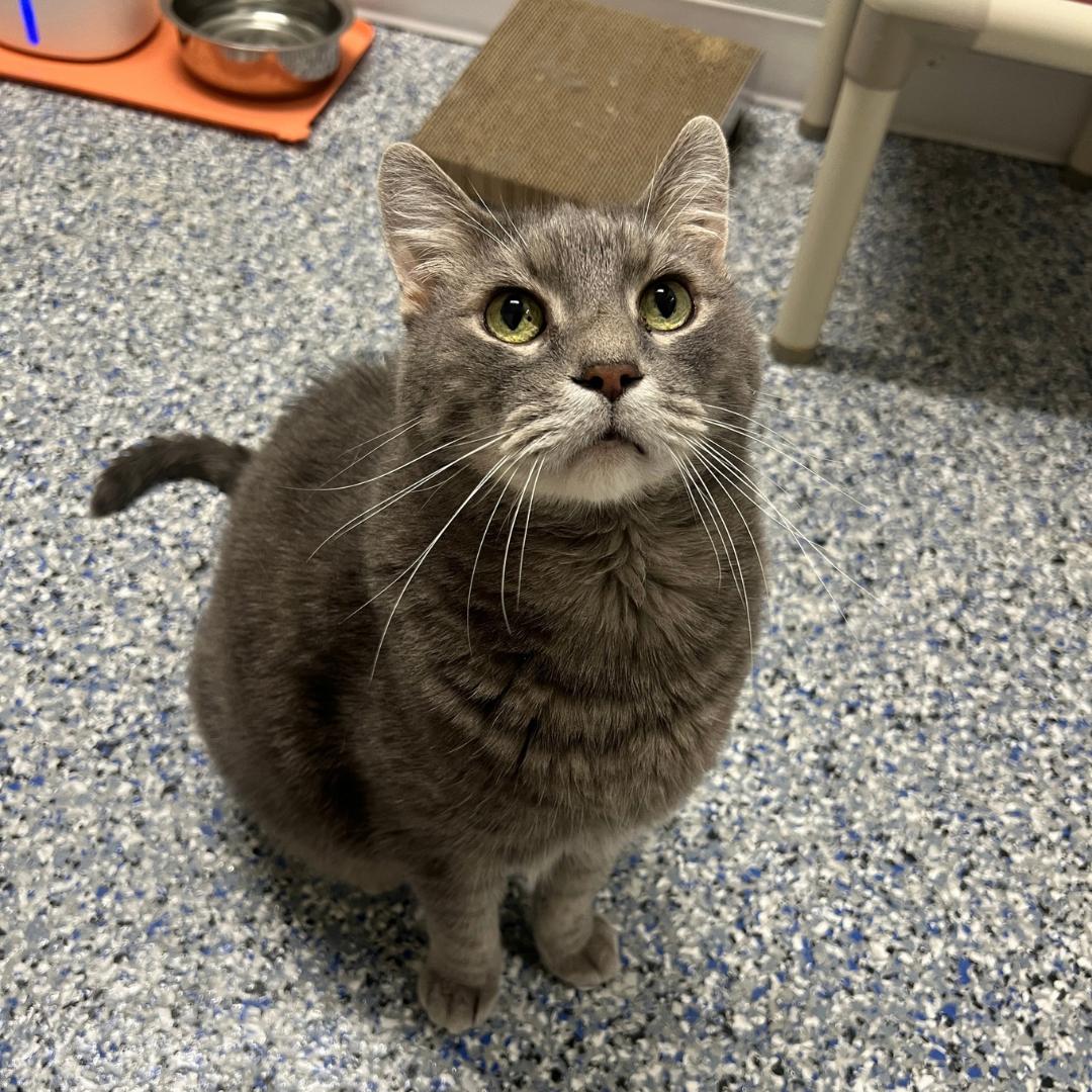 Enlarge Murphy, a Adoptable Domestic Short Hair in Frankenmuth, MI image 5/6