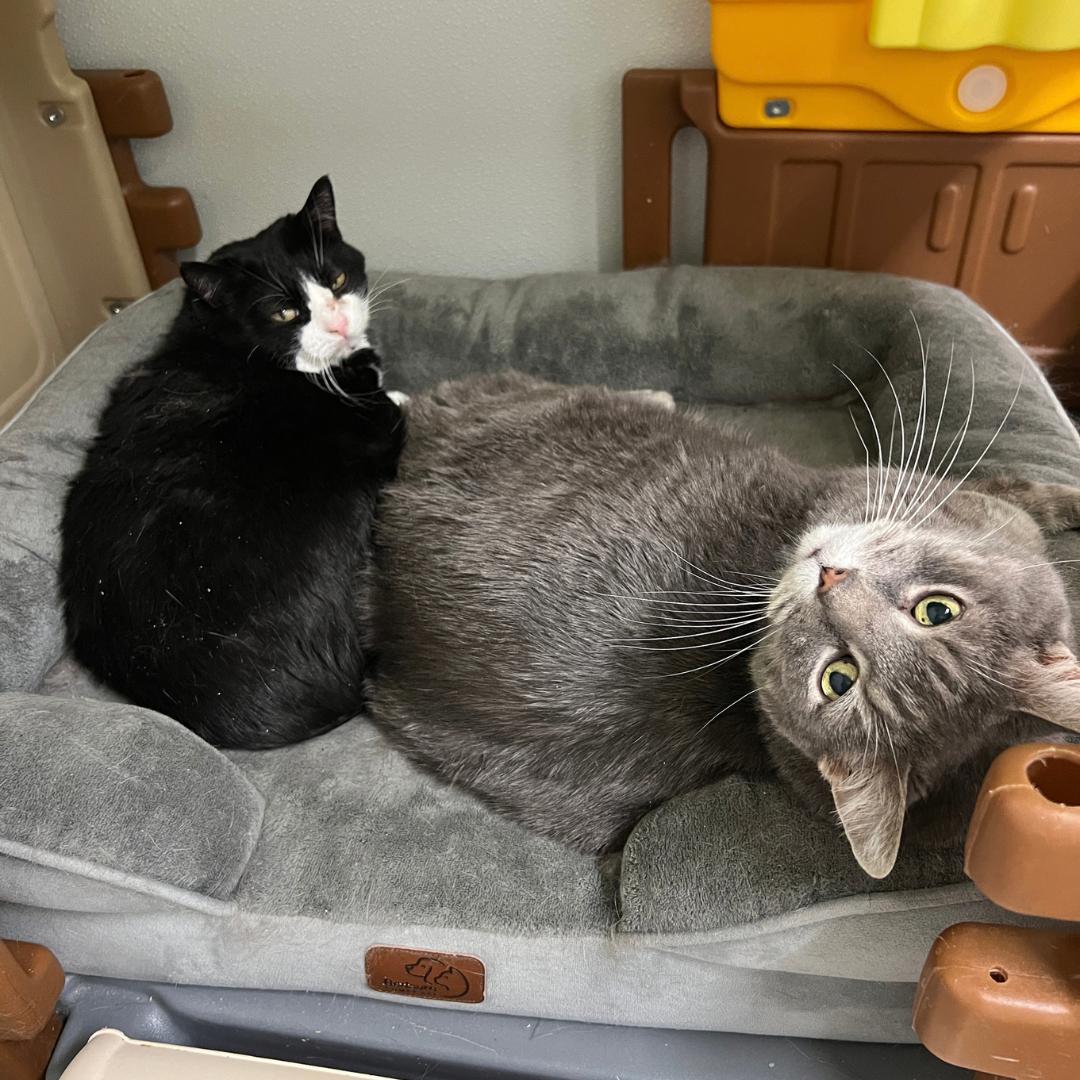 Enlarge Murphy, a Adoptable Domestic Short Hair in Frankenmuth, MI image 6/6